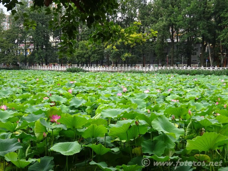 31
Yunnan-Kunming
Parque Green Lake
Palabras clave: Elenita
