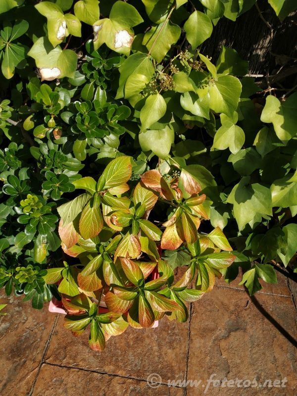 Flora 463
El despiste de la hortensia, la hiedra y el evónimo
Noviembre 2018
