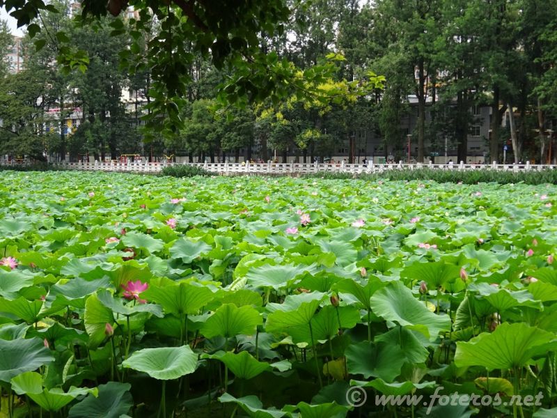 31
Yunnan-Kunming
Parque Green Lake
Palabras clave: Elenita