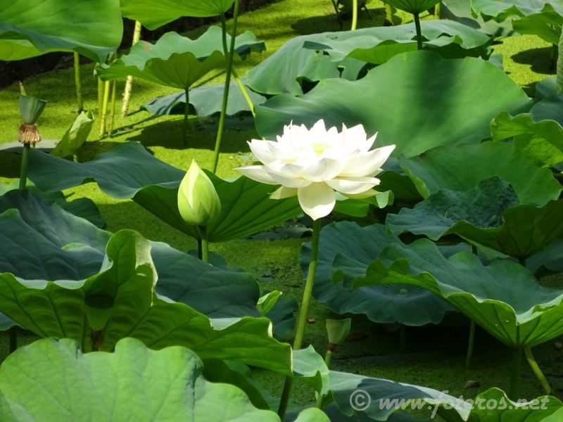 20
Yunnan-Kunming
Parque Green Lake
Palabras clave: Elenita