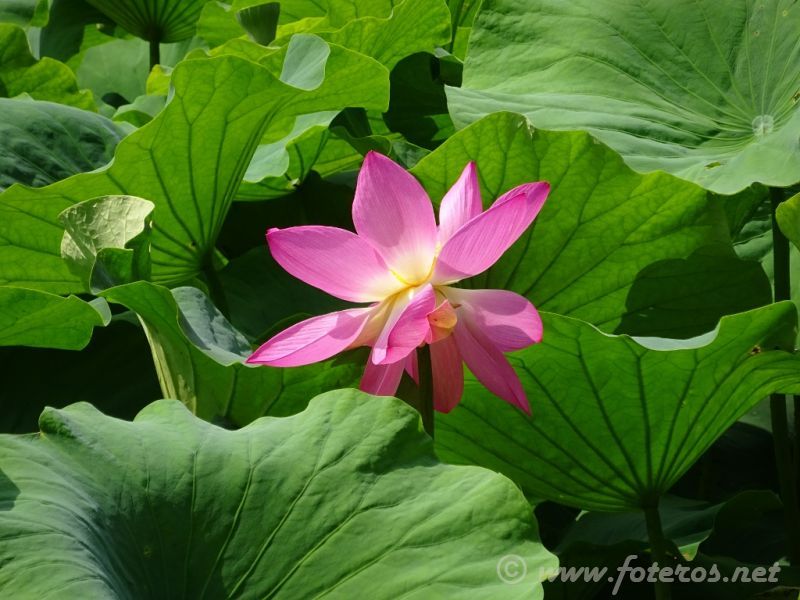 25
Yunnan-Kunming
Parque Green Lake
Palabras clave: Elenita