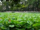 Nombre del archivo=Kunming_green_lake_281329.jpg
TamaƱo del archivo=131KiB
Dimensiones=800x600
Fecha aƱadida=Agosto 23, 2018 Kunming_green_lake_281329.jpg