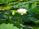 Nombre del archivo=Kunming_green_lake_28229.jpg
TamaƱo del archivo=77KiB
Dimensiones=800x600
Fecha aƱadida=Agosto 23, 2018 Kunming_green_lake_28229.jpg