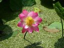 Nombre del archivo=Kunming_green_lake_28629.jpg
TamaƱo del archivo=131KiB
Dimensiones=800x600
Fecha aƱadida=Agosto 23, 2018 Kunming_green_lake_28629.jpg