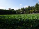 Yunnan_kunming_parque_green_lake_28529.jpg