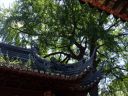 jardin_yuanyuan9.jpg