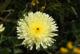 Flor silvestre