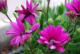 Flor silvestre