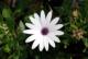 Flor
