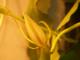 Flor de un da