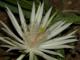 Flor de un da