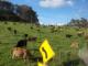 Vacas