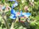 Flor silvestre