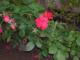 Flor