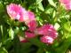 Flor
