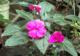 Flor