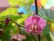 Orqudea