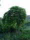Arbol curioso