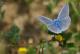 Mariposa