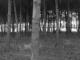 Campo