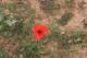 Amapola