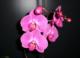 Orqudea