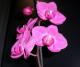 Orqudea