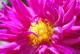 Dalia