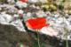 Amapola