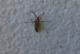Insecto