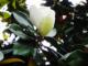 Gardenia