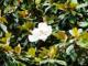 Gardenia