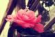 Florecilla