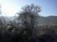 Niebla helada