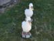 Patos inmviles