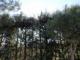 Bosque