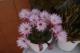 Flor de Cactus
