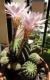 Flor cactus