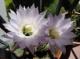 Flor cactus
