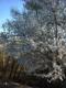 Almendros