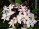 Macro
