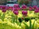 Tulipanes