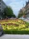 Tulipanes