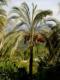 Palmera