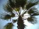 Palmera