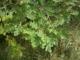 Roble
