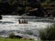 Rafting