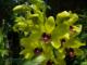 Orquidea