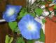 Convolvulus