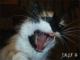Gato "salvaje"